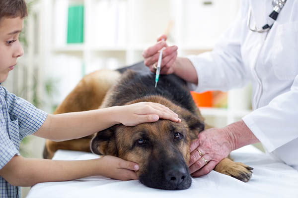 section5 US Biologic Lyme disease oral vaccines for pets as an alternative to shots