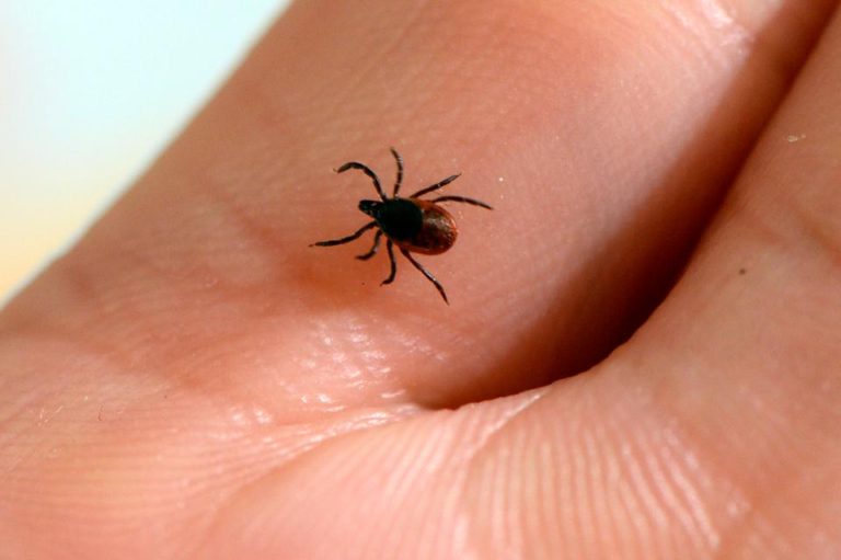 Where Is Lyme Disease? Now In All 50 States And Washington, D.C. US