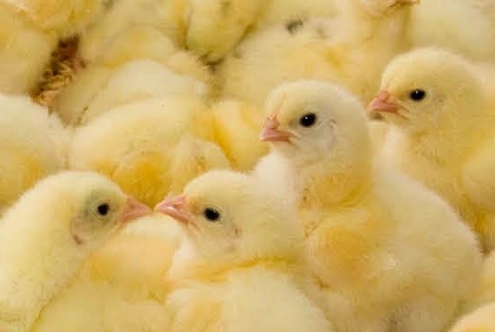 Updated Chicks for Website 7.3.2019 Updated Chicks for Website 7.3.2019