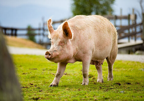 Large pig standing on grassy field at farmland in the summer.